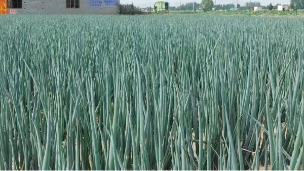 河南焦作錦藏大蔥種植案例